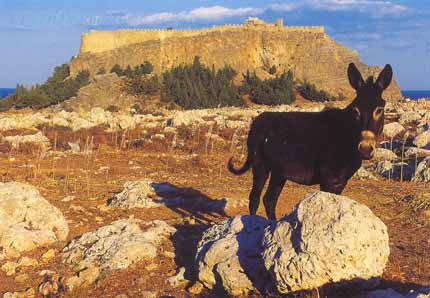 donkey and acropolis